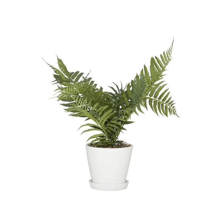 Fern Artificial Plan