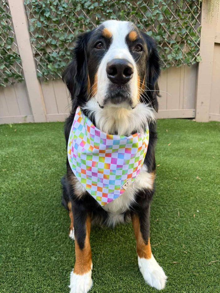 Rainbow Evolutions - Bandana (Reversible)