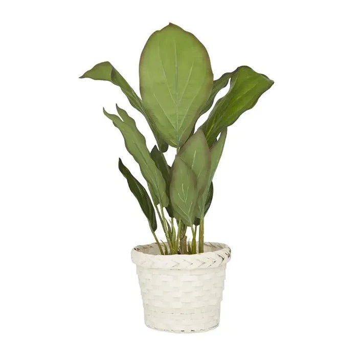 White Plastic Coastal Dieffenbachia Artificial Plant
